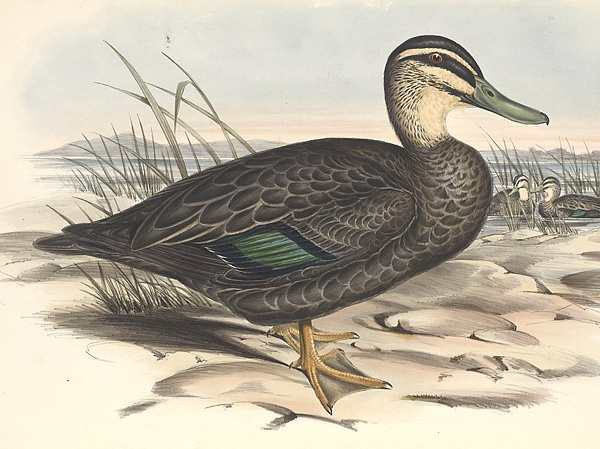 Pacific Black Duck - Anas superciliosa