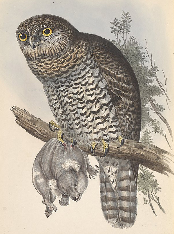 Powerful Owl - Ninox strenua