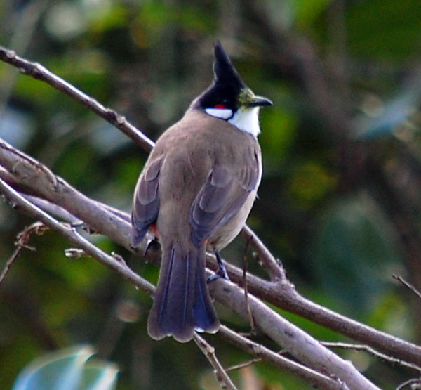 Australian Bird Quiz, Question 1 - Can you identify this bird?