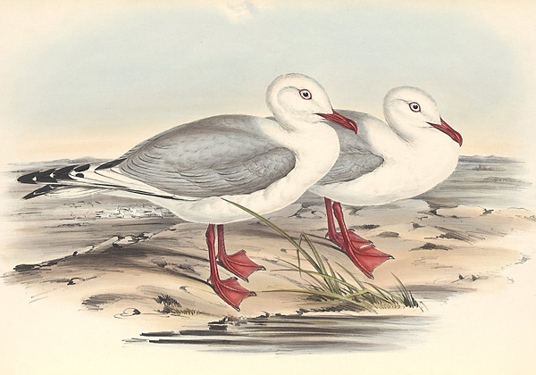 Silver Gull - Seagull - Larus novaehollandiae