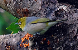 Bird Identification of Australian Birds - Sydney and Blue Mountains Bird Species - Silvereye - Zosterops lateralis
