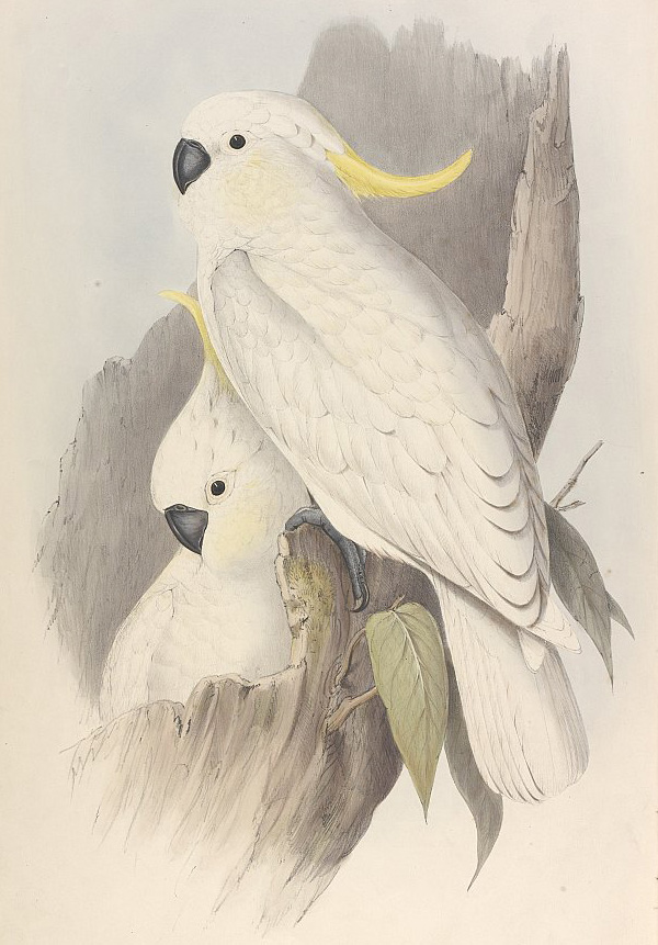 Sulphur-crested Cockatoo - Cacatua galerita