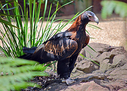 Bird Identification of Australian Birds - Sydney and Blue Mountains Bird Species - Wedge-tailed Eagle - Aquila audax