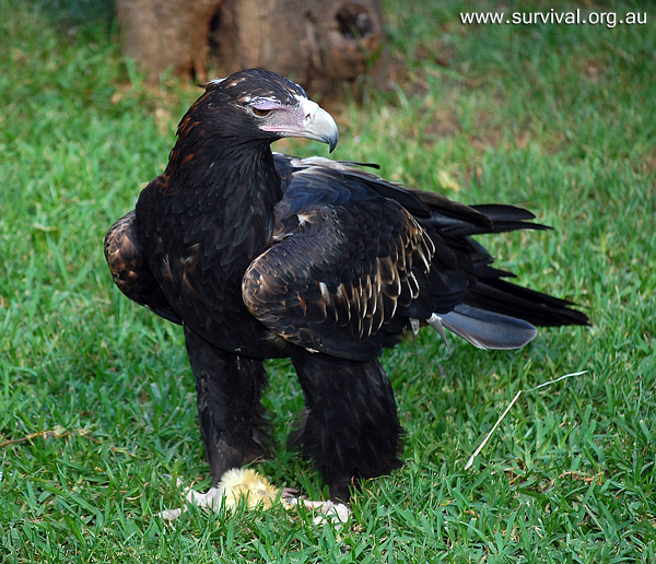 Wedge-tailed Eagle - Aquila audax