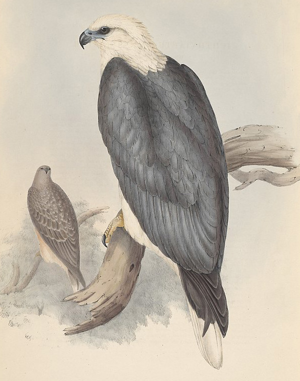 White-Bellied Sea-Eagle - Haliaeetus leucogaster