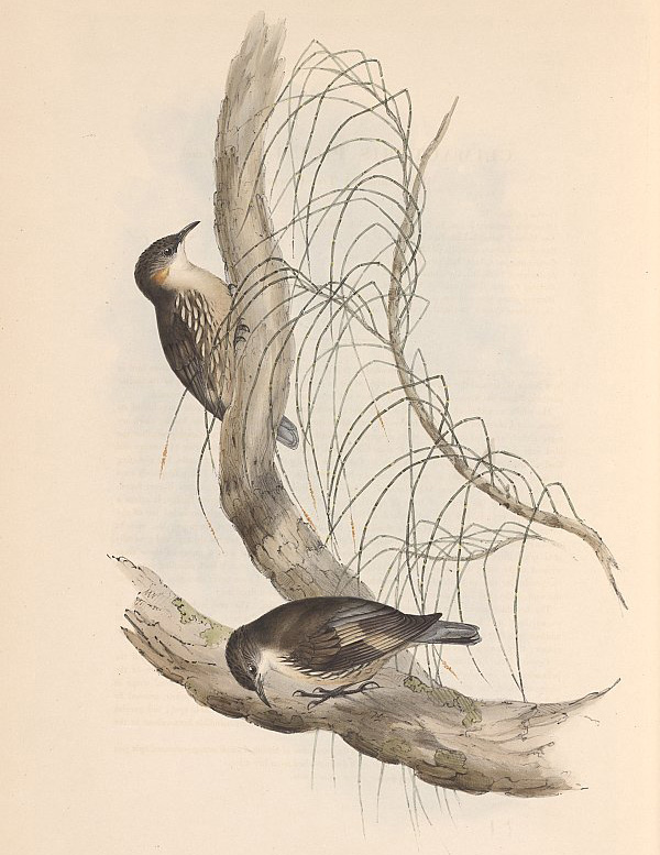 White-throated Treecreeper - Cormobates leucophaeus
