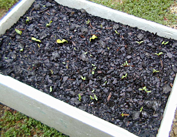 The Box Vegie Garden - Sprouts after 10 days