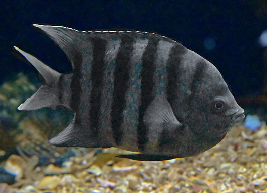 Bengal Sergeant - Abudefduf bengalensis - Fish of Australia - Australian Sea and Freshwater Fishes