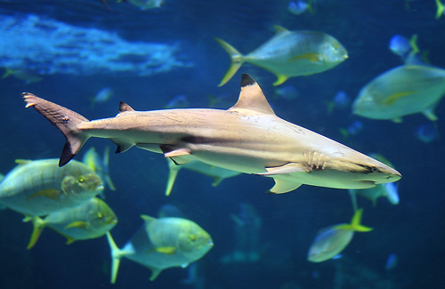 Blacktip Reef Shark - Carcharhinus melanopterus - Fish of Australia - Australian Sea and Freshwater Fishes