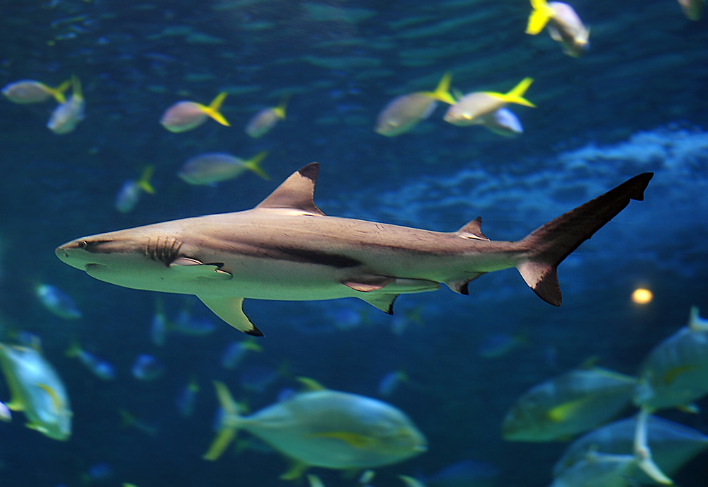 Blacktip Reef Shark - Carcharhinus melanopterus