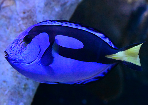 Blue Tang - Paracanthurus hepatus - Fish of Australia - Australian Sea and Freshwater Fishes