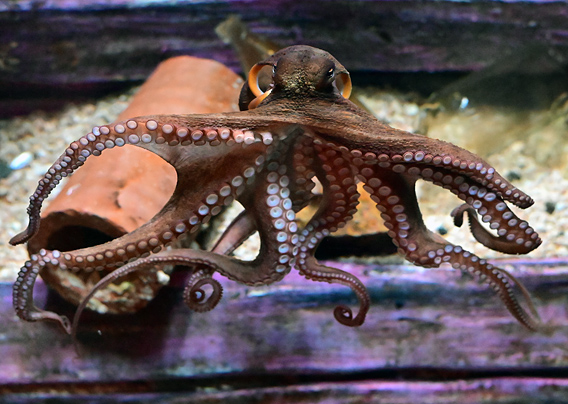 Common Sydney Octopus - Octopus tetricus - Fish of Australia - Australian Sea and Freshwater Fishes