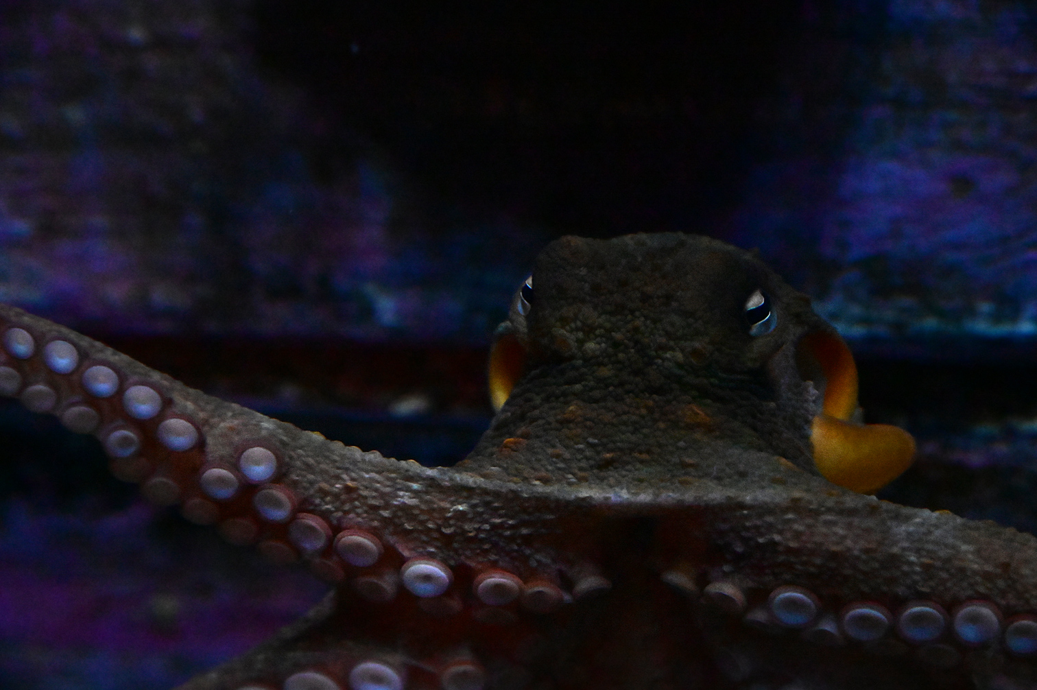 Common Sydney Octopus - Octopus tetricus