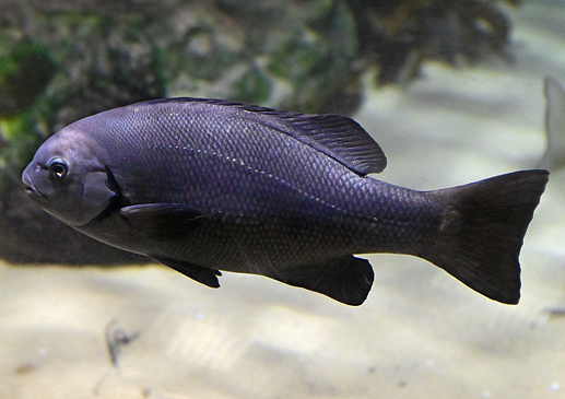 Eastern Rock Blackfish - Girella elevata - Fish of Australia - Australian Sea and Freshwater Fishes