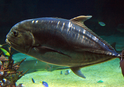Giant Trevally - Caranx ignobilis - Fish of Australia - Australian Sea and Freshwater Fishes