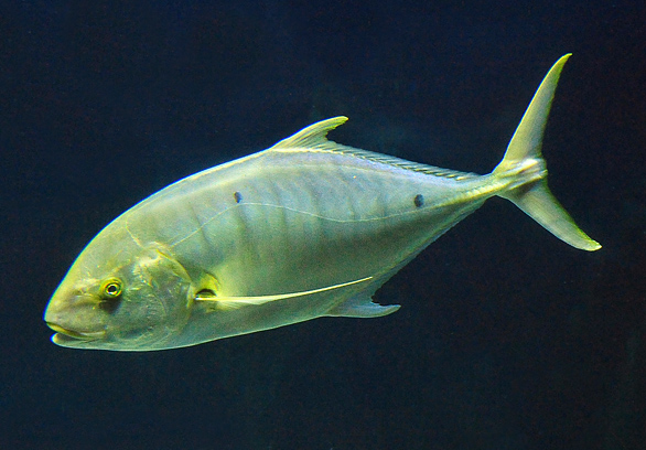 Golden Trevally - Gnathanodon speciosus - Fish of Australia - Australian Sea and Freshwater Fishes