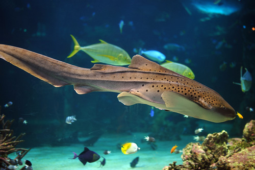 Leopard Shark - Stegostoma fasciatum - Fish of Australia - Australian Sea and Freshwater Fishes