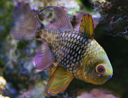 Pyjama Cardinalfish - Sphaeramia nematoptera - Fish of Australia - Australian Sea and Freshwater Fishes