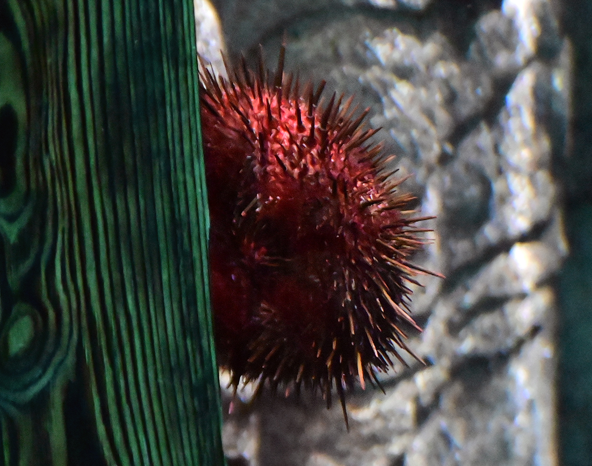 Red Sea Urchin - Mesocentrotus franciscanus