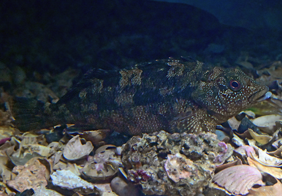 Rock Cale - Aplodactylus lophodon - Fish of Australia - Australian Sea and Freshwater Fishes