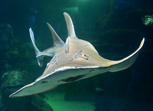 Shark Ray - Rhina ancylostoma - Fish of Australia - Australian Sea and Freshwater Fishes