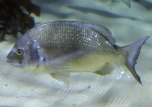 Silver Bream - Acanthopagrus australis - Fish of Australia - Australian Sea and Freshwater Fishes