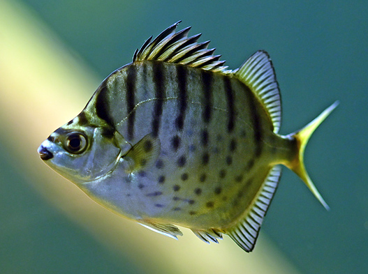 Silver Scat - Selenotoca multifasciata - Fish of Australia - Australian Sea and Freshwater Fishes