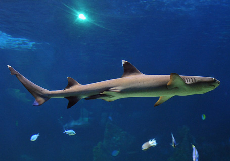 Whitetip Reef Shark - Triaenodon obesus - Fish of Australia - Australian Sea and Freshwater Fishes