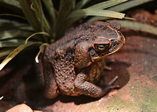 Cane Toad - Rhinella marina - Australian Frogs - Frogs of Australia