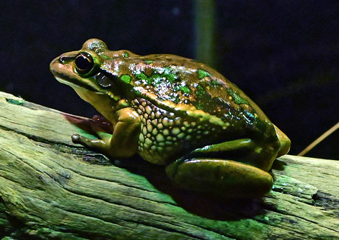Green and Golden Bell Frog - Litoria aurea - Australian Frogs - Frogs of Australia