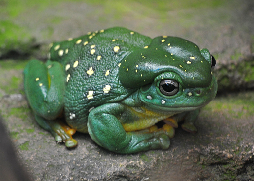 Magnificent Tree Frog - Litoria splendida - Australian Frogs - Frogs of Australia