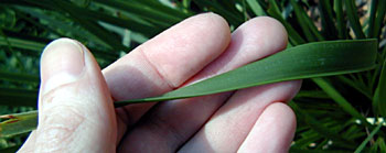 How To Make Cordage from Mat Rush - Long-leaved Mat Rush (Lomandra longifolia) Leaf
