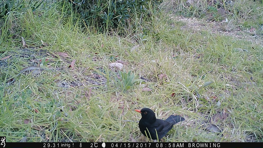The common blackbird - Using a Trail Camera to Practice Trapping and/or Study Animals