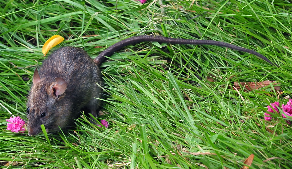 Black Rat - Rattus rattus