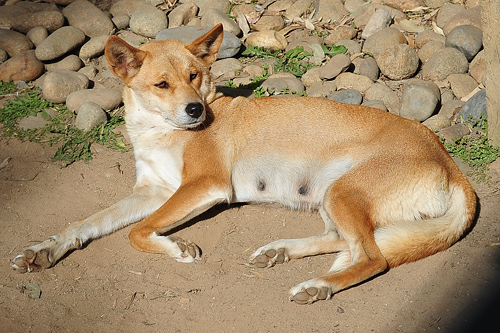 Dingo - Canis lupus dingo - Australian Mammals - Sydney and the Blue Mountains