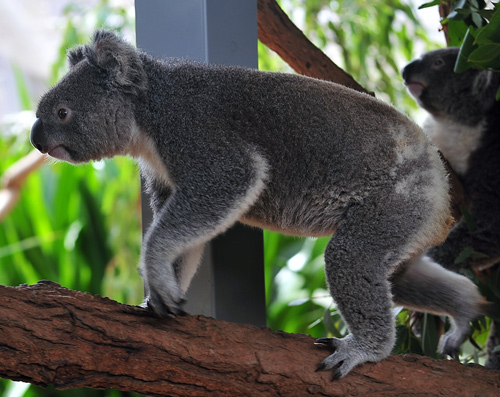Koala - Phascolarctos cinereus - Australian Mammals - Sydney and the Blue Mountains