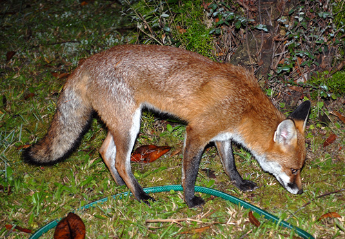 Red Fox - Vulpes vulpes - Australian Mammals - Sydney and the Blue Mountains