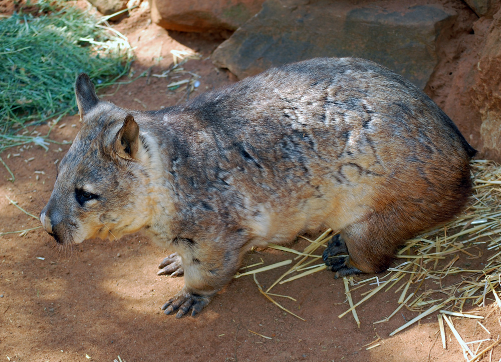 Southern Hairy-nosed Wombat - Lasiorhinus latifrons