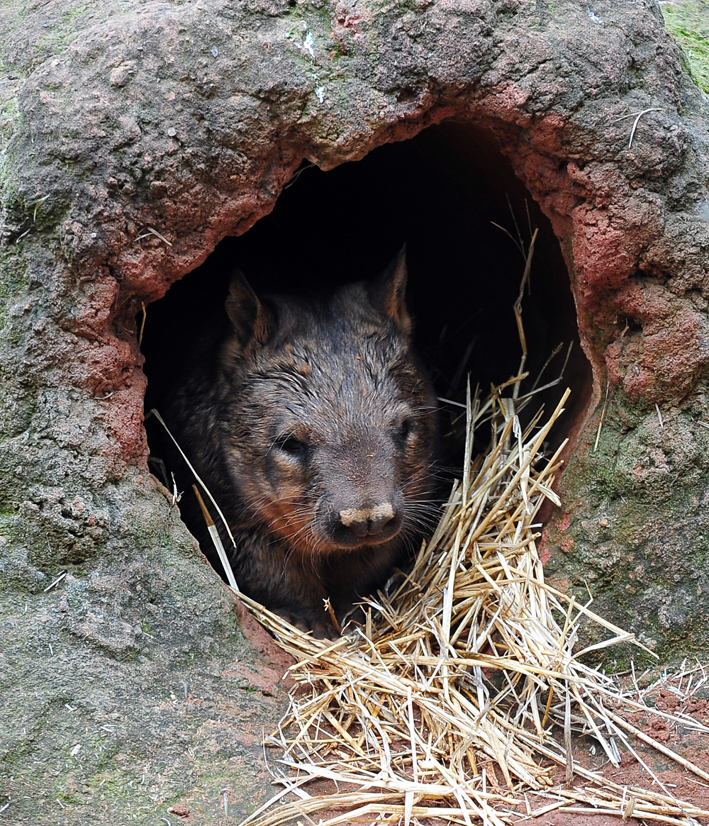 Southern Hairy-nosed Wombat - Lasiorhinus latifrons