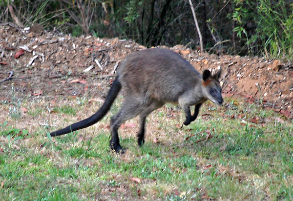 A Hopping Swamp Wallaby - Wallabia bicolor