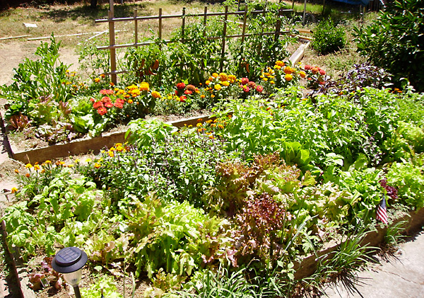 Picture of a Raised Garden Bed, Permaculture - Sustainable Living