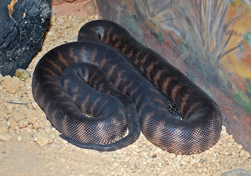 Black-headed Python - Aspidites melanocephalus - Reptiles of Australia