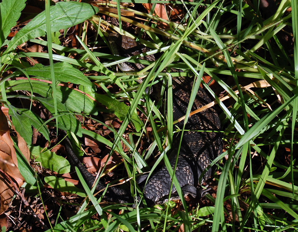 Common Blue-tongue Lizard - Tiliqua scincoides