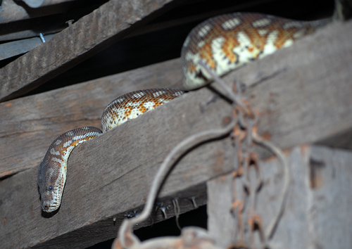 Centralian Carpet Python - Morelia bredli - Reptiles of Australia