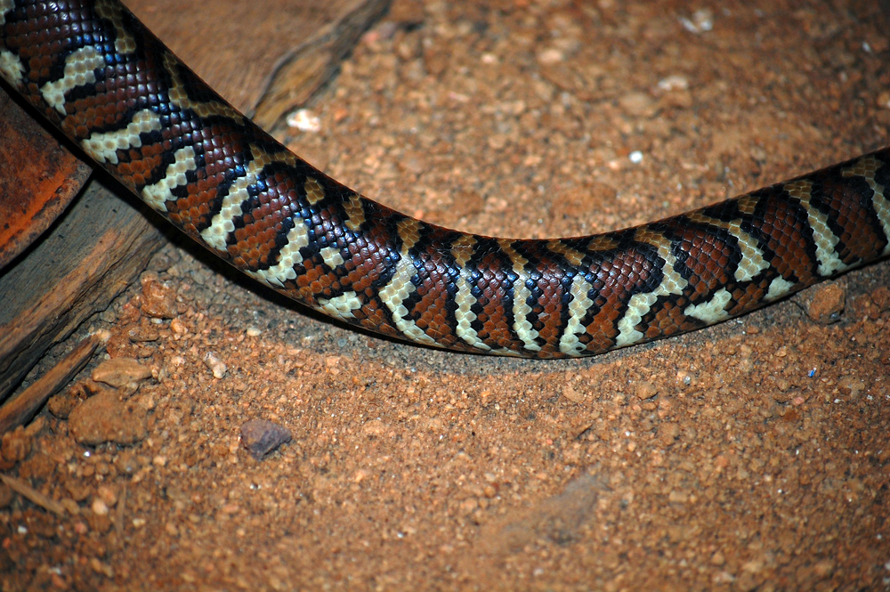 Centralian Carpet Python - Morelia bredli