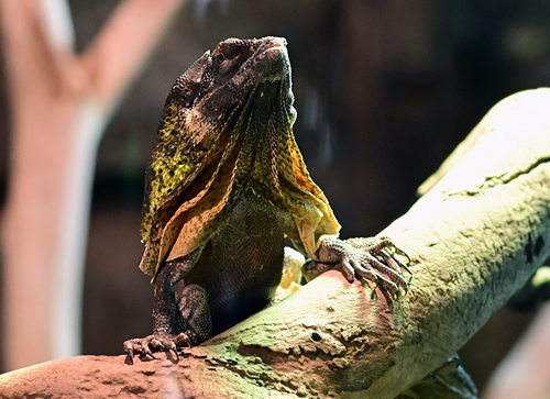 Frilled-necked Lizard - Chlamydosaurus kingii - Reptiles of Australia