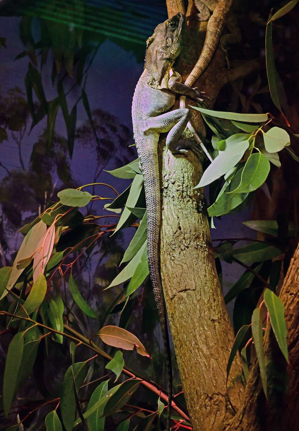 Frilled-necked Lizard - Chlamydosaurus kingii
