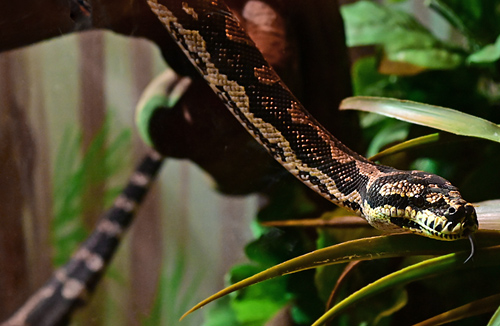 Jungle Python - Morelia spilota cheyni - Reptiles of Australia