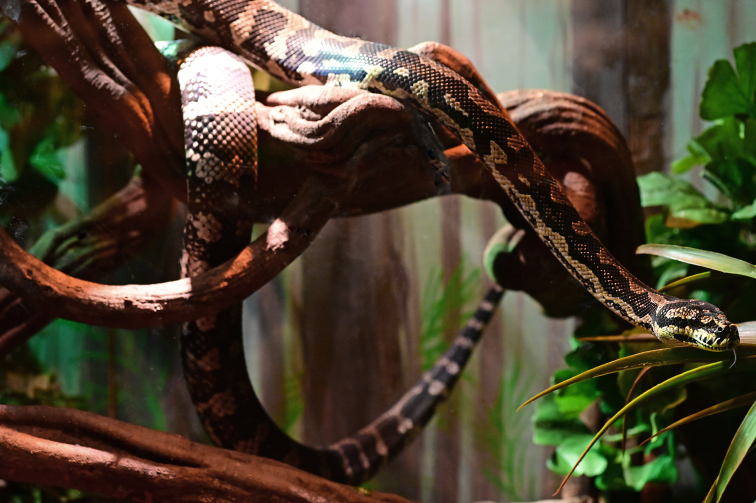 Jungle Python - Morelia spilota cheyni