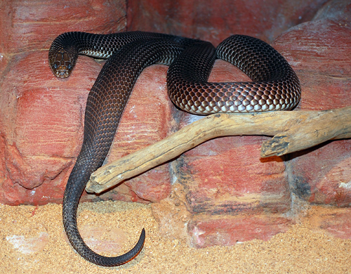 King Brown Snake - Pseudechis australis - Reptiles of Australia